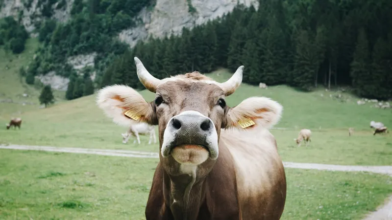 Allgäuer Braunvieh mit Hörnern auf einer Almwiese vor Bergen bei Oberstdorf – Viehscheid im Allgäu