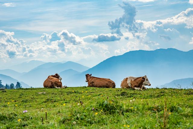 Allgäuer Kühe auf einer Almwiese vor den Bergen – Viehscheid und Alpabtrieb in Bad Hindelang