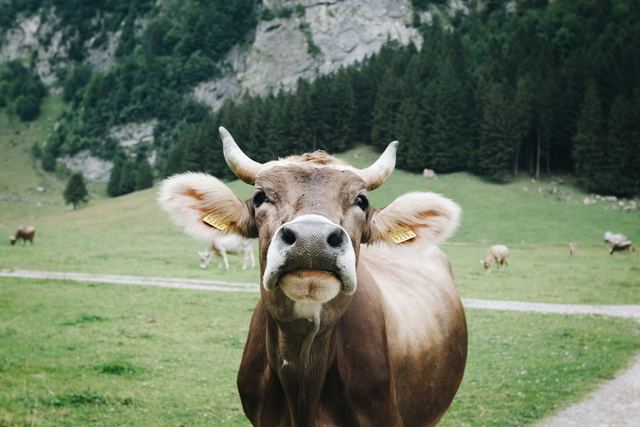 Allgäuer Braunvieh mit Hörnern auf einer Almwiese vor Bergen bei Oberstdorf – Viehscheid im Allgäu